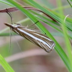 Hednota species near grammellus at Mongarlowe, NSW - 19 Mar 2022