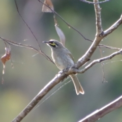 Caligavis chrysops (Yellow-faced Honeyeater) at QPRC LGA - 19 Mar 2022 by LisaH