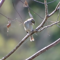 Caligavis chrysops at Mongarlowe, NSW - 19 Mar 2022