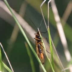 Chorista australis (Autumn scorpion fly) at Mongarlowe River - 19 Mar 2022 by LisaH