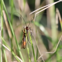 Chorista australis at Mongarlowe, NSW - suppressed