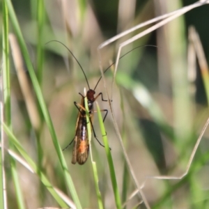 Chorista australis at Mongarlowe, NSW - 19 Mar 2022