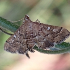 Nacoleia rhoeoalis (A Crambid moth (Spilomelinae) at Cook, ACT - 18 Feb 2022 by drakes
