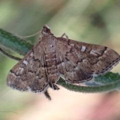 Nacoleia rhoeoalis (Spilomelinae) at Mount Painter - 17 Feb 2022 by drakes