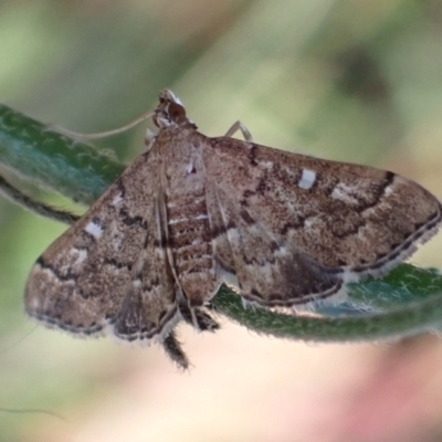 Nacoleia rhoeoalis (A Crambid moth (Spilomelinae) at Cook, ACT - 18 Feb 2022 by drakes
