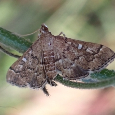 Nacoleia rhoeoalis (Spilomelinae) at Cook, ACT - 18 Feb 2022 by drakes