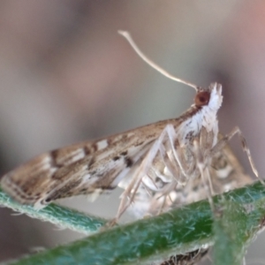 Nacoleia rhoeoalis at Cook, ACT - 18 Feb 2022 07:47 AM