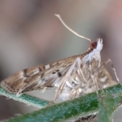 Nacoleia rhoeoalis at Cook, ACT - 18 Feb 2022