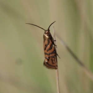 Glyphipterix cyanochalca at Mongarlowe, NSW - 19 Mar 2022