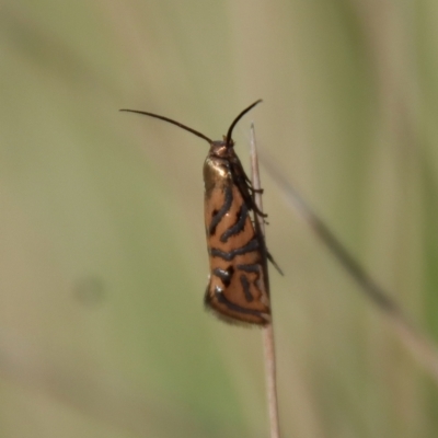 Glyphipterix cyanochalca (A sedge moth) at Mongarlowe River - 19 Mar 2022 by LisaH