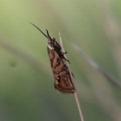 Glyphipterix cyanochalca at Mongarlowe, NSW - 19 Mar 2022