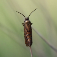 Glyphipterix cyanochalca at Mongarlowe, NSW - 19 Mar 2022