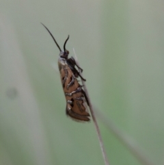 Glyphipterix cyanochalca at Mongarlowe, NSW - 19 Mar 2022