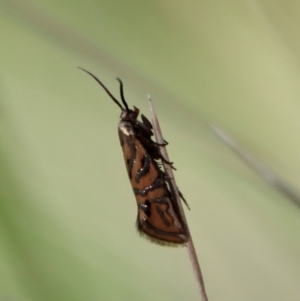 Glyphipterix cyanochalca at Mongarlowe, NSW - 19 Mar 2022