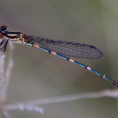 Austrolestes leda (Wandering Ringtail) at QPRC LGA - 19 Mar 2022 by LisaH