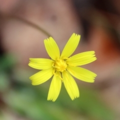 Hypochaeris glabra (Smooth Catsear) at Mongarlowe, NSW - 19 Mar 2022 by LisaH