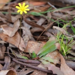 Hypochaeris glabra at Mongarlowe, NSW - 19 Mar 2022