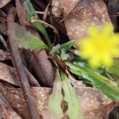 Hypochaeris glabra at Mongarlowe, NSW - 19 Mar 2022