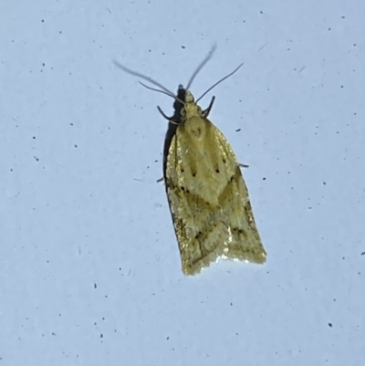 Merophyas divulsana (Lucerne Leafroller) at Jerrabomberra, NSW - 19 Mar 2022 by Steve_Bok