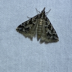 Nomophila corticalis (A Crambid moth (Spilomelinae) at Jerrabomberra, NSW - 19 Mar 2022 by SteveBorkowskis