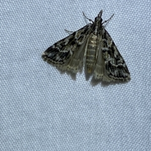 Nomophila corticalis at Jerrabomberra, NSW - 19 Mar 2022