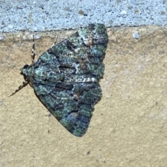 Aeolochroma metarhodata (Tea-tree Emerald (Geometrinae)) at Jerrabomberra, NSW - 19 Mar 2022 by SteveBorkowskis