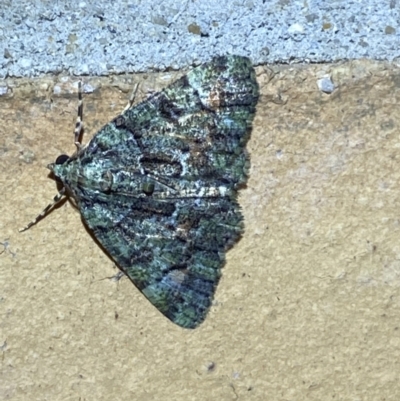 Aeolochroma metarhodata (Tea-tree Emerald (Geometrinae)) at Jerrabomberra, NSW - 19 Mar 2022 by SteveBorkowskis