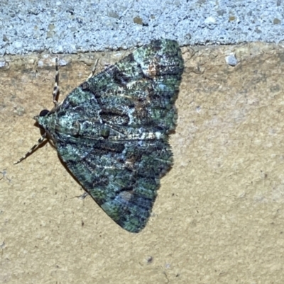 Aeolochroma metarhodata (Tea-tree Emerald) at QPRC LGA - 19 Mar 2022 by Steve_Bok