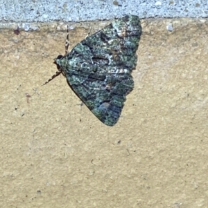 Aeolochroma metarhodata at Jerrabomberra, NSW - 19 Mar 2022