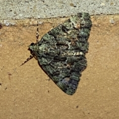 Aeolochroma metarhodata at Jerrabomberra, NSW - 19 Mar 2022