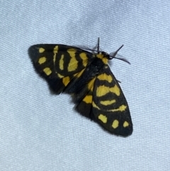 Asura lydia (Lydia Lichen Moth) at Jerrabomberra, NSW - 19 Mar 2022 by SteveBorkowskis