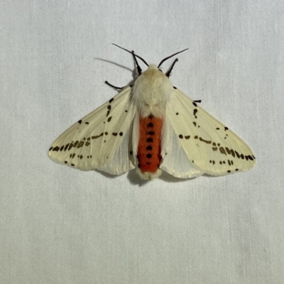 Ardices canescens (Dark-spotted Tiger Moth) at Jerrabomberra, NSW - 19 Mar 2022 by SteveBorkowskis