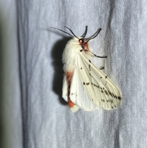 Ardices canescens at Jerrabomberra, NSW - suppressed