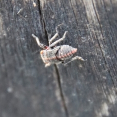 Eurymelinae (subfamily) (Unidentified eurymeline leafhopper) at QPRC LGA - 19 Mar 2022 by LisaH