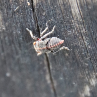 Eurymelinae (subfamily) (Unidentified eurymeline leafhopper) at Mongarlowe, NSW - 19 Mar 2022 by LisaH