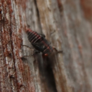 Eurymelinae (subfamily) at Mongarlowe, NSW - 19 Mar 2022
