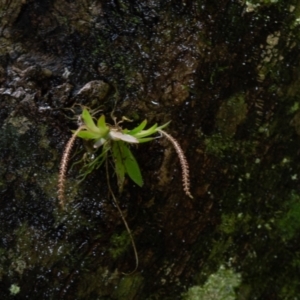 Oberonia titania at Dorrigo Mountain, NSW - suppressed