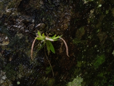 Oberonia titania (Red-flowered King of the Fairies) at Dorrigo Mountain, NSW - 17 Mar 2022 by BrianH