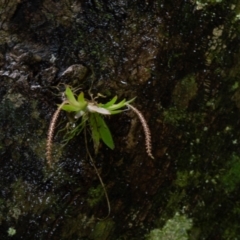 Oberonia titania (Red-flowered King of the Fairies) at Dorrigo Mountain, NSW - 17 Mar 2022 by BrianH