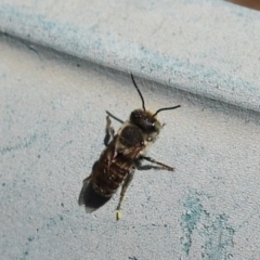 Megachile (Eutricharaea) sp. (genus & subgenus) (Leaf-cutter Bee) at Kaleen, ACT - 11 Mar 2022 by Tammy