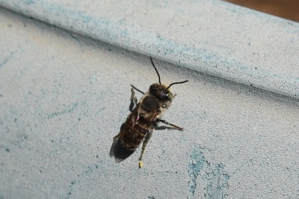 Megachile (Eutricharaea) sp. (subgenus) at Kaleen, ACT - 11 Mar 2022