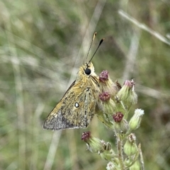 Trapezites luteus (Yellow Ochre, Rare White-spot Skipper) at Googong, NSW - 19 Mar 2022 by Wandiyali