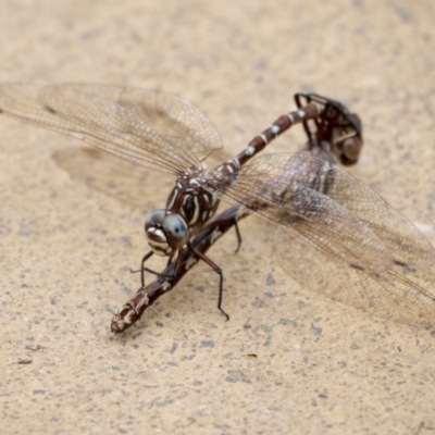 Austroaeschna unicornis (Unicorn Darner) at Paddys River, ACT - 19 Mar 2022 by Lindell