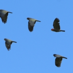 Callocephalon fimbriatum (Gang-gang Cockatoo) at WREN Reserves - 19 Mar 2022 by KylieWaldon