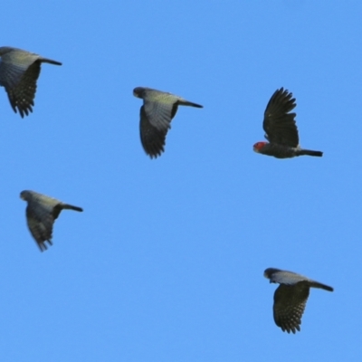 Callocephalon fimbriatum (Gang-gang Cockatoo) at Wodonga, VIC - 20 Mar 2022 by KylieWaldon