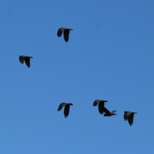 Callocephalon fimbriatum at Wodonga, VIC - 20 Mar 2022