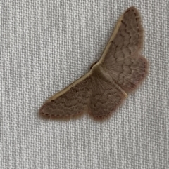 Idaea inversata (Purple Wave) at Jerrabomberra, NSW - 19 Mar 2022 by Steve_Bok