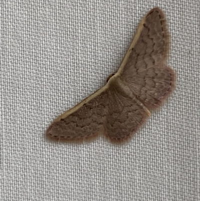 Idaea inversata (Purple Wave) at Jerrabomberra, NSW - 19 Mar 2022 by Steve_Bok