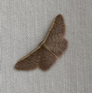 Idaea inversata at Jerrabomberra, NSW - suppressed