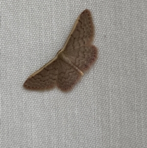 Idaea inversata at Jerrabomberra, NSW - suppressed